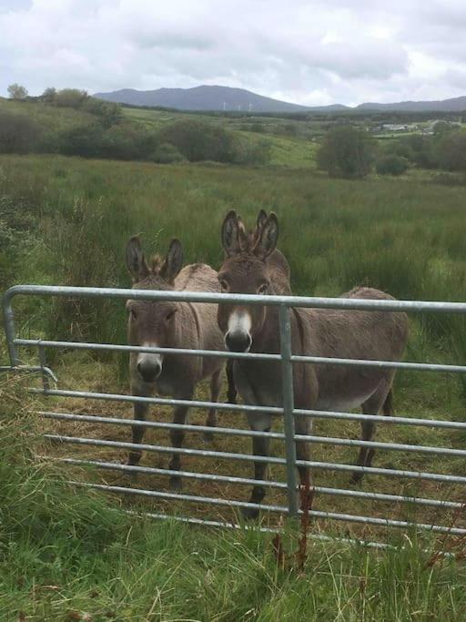 Bumblebee Cottage Donegal Town Buitenkant foto